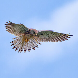 Turmfalke im Rüttelflug.jpg