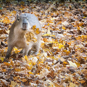 Herbstgrüße vom Capibara-Baby