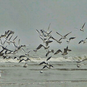 Auf Ameland