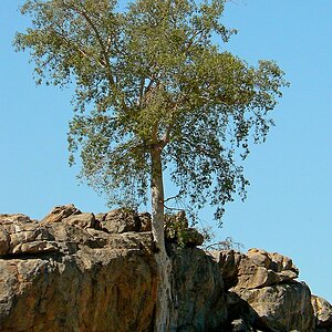 Baum aus Stein
