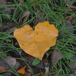 Herzblatt im Herbst.