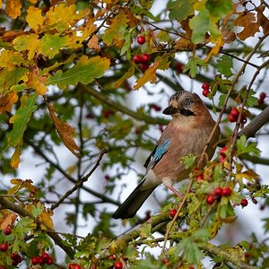 Herbstlich 2