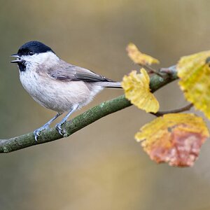 Herbstlich 3