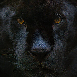 Schwarzer Jaguar.jpg