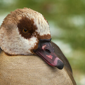 Nilgans