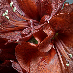 Amaryllis