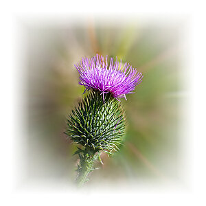 Distel