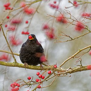 Rouge