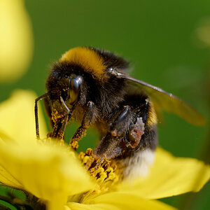 Fleisige Biene .jpg