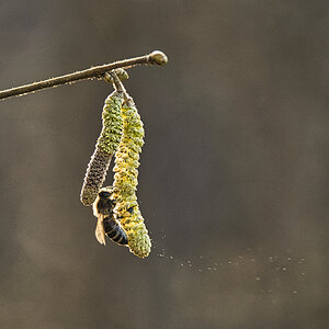 Frühling