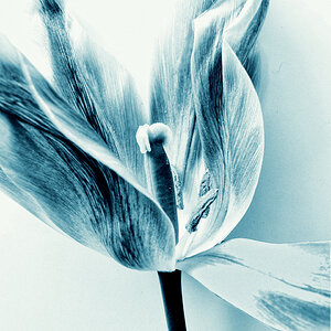Tulpe in Coelinblau.jpg
