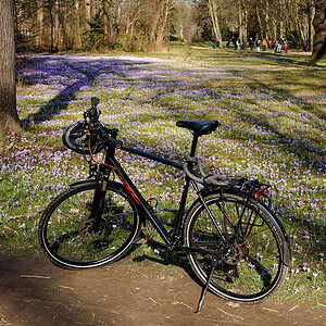 Fahrrad 02: Krokuswiesen im Großen Garten