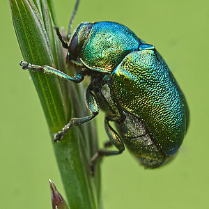 Grüne Käfer