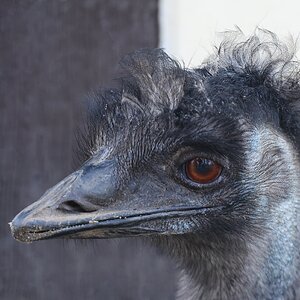 Im Auge des Emu