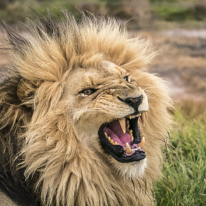 Löwe im Krüger Safari Park