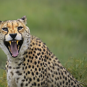 Gepard im Safari Park