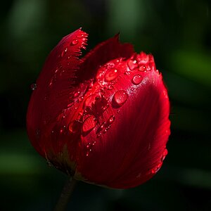 Tulpe - after the rain