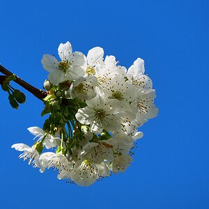 Kirschblütenzeit