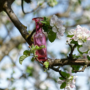Vasenbaum mit Apfelblüten..