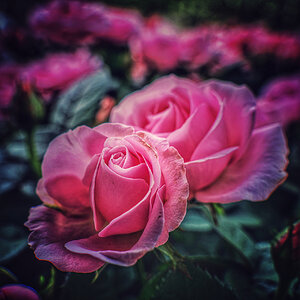 Rose Rosé