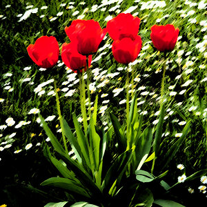 Die letzten Tulpen