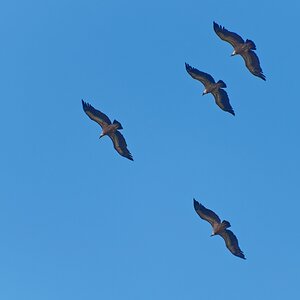 Gänsegeier über Remuzat - Drome - France