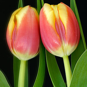 Tulpe mit Spiegelbild