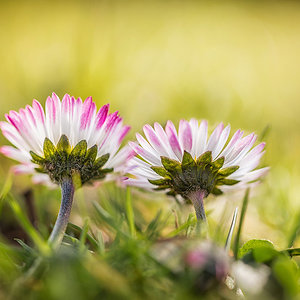 Nur zwei kleine Gänseblümchen