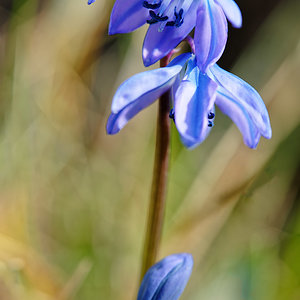 Frühlingsblau I