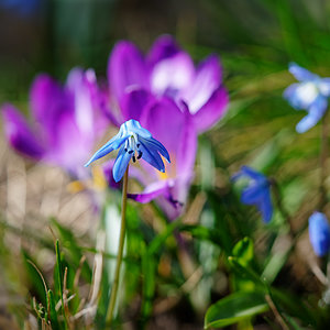 Frühlingsblau II