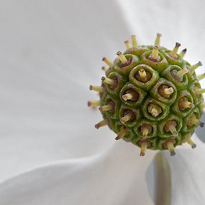 Die Blüte des Hartriegels im Maßstab 1:1