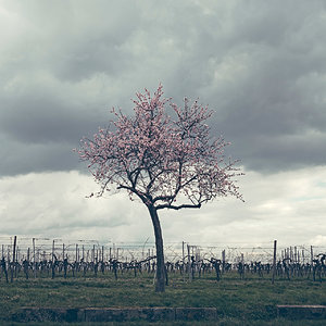 Mandelblüte