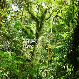tropischer Regenwald.jpg