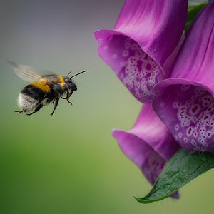 Landeanflug auf Blüte 3 rechts