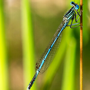 Blaue Federlibelle