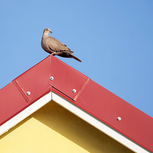Lieber eine Taube auf dem Dach..