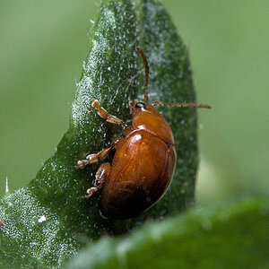 Unbekannter Käfer auf Kratzdistel