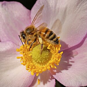 Bienchen auf einer Anemone