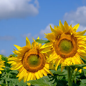 Sonnenblumen