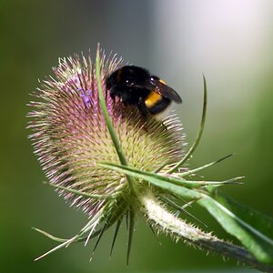 Letzte Blüten