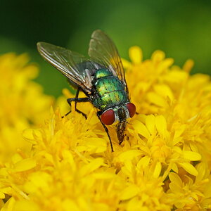 Fliege auf Blüte.