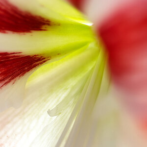 Amaryllis