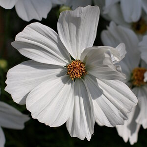 Cosmea