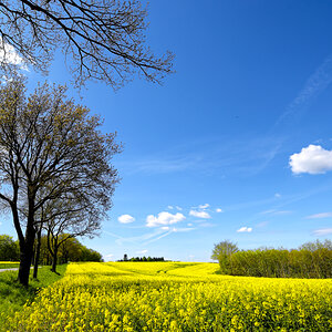 Frühling lässt sein blaues Band...