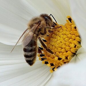 Bienenbuffet