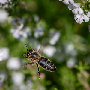 im Flug erwischt