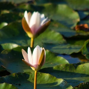 Nymphaea