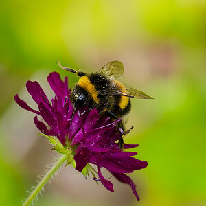 Hummel