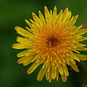 Gänsedistelblüte