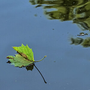 Einsam im Wasser